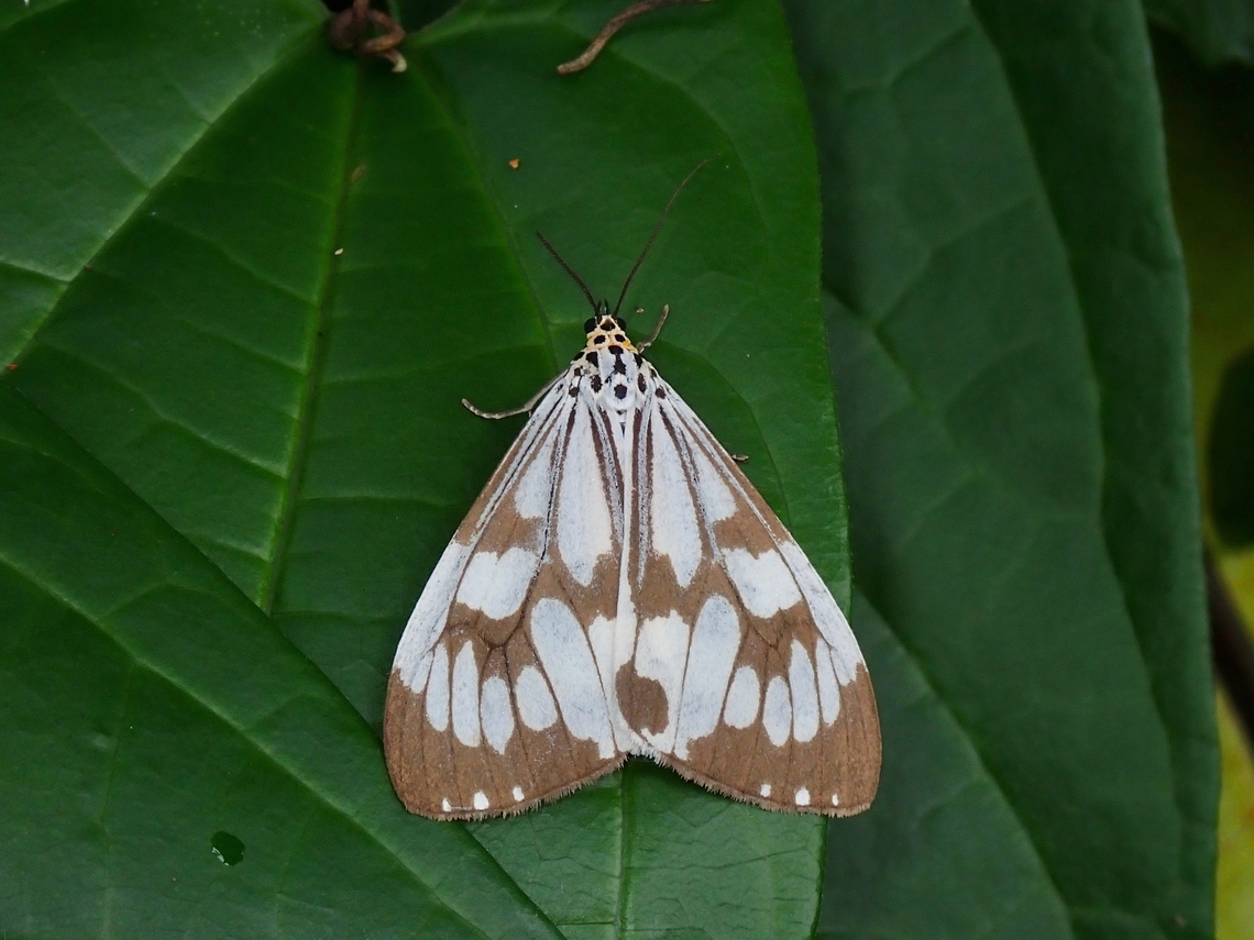 Marbled White Moth - Nyctemera adversata  Malaysia,Marbled White Moth,Moth,Nyctemera adversata,Penang
