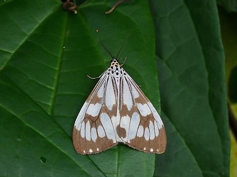 Marbled White Moth - Nyctemera adversata  Malaysia,Marbled White Moth,Moth,Nyctemera adversata,Penang
