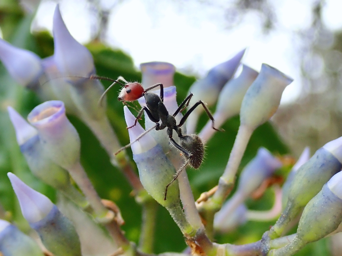 Camponotine Ants - Camponotus singularis  Ants,Camponotine Ants,Camponotus singularis,Malaysia,Penang