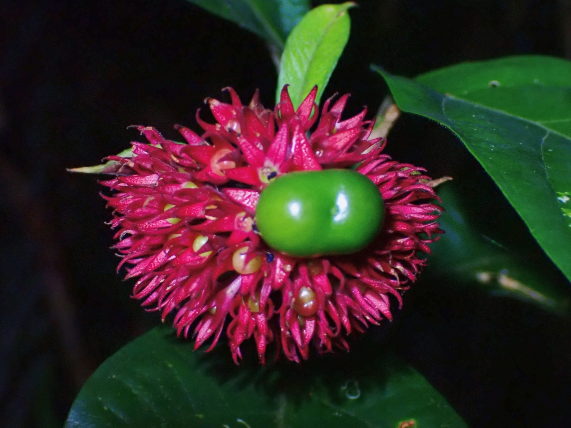 Mint - Clerodendrum deflexum  Clerodendrum deflexum,Flowers,Fruits,Malaysia,Mint,Penang