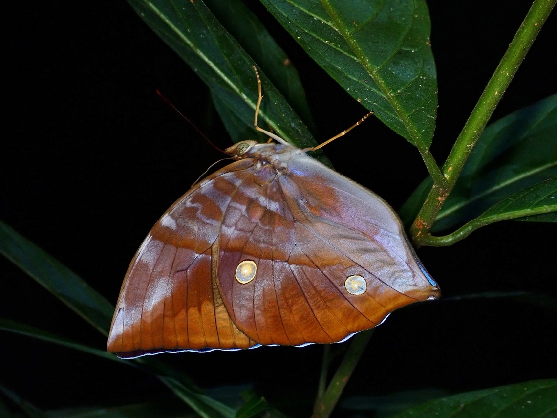 Saturn - Zeuxidia amethystus  Butterfly,Malaysia,Penang,Saturn,Zeuxidia amethystus