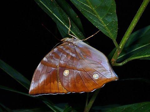 Saturn - Zeuxidia amethystus Butterfly,Malaysia,Penang,Saturn,Zeuxidia amethystus