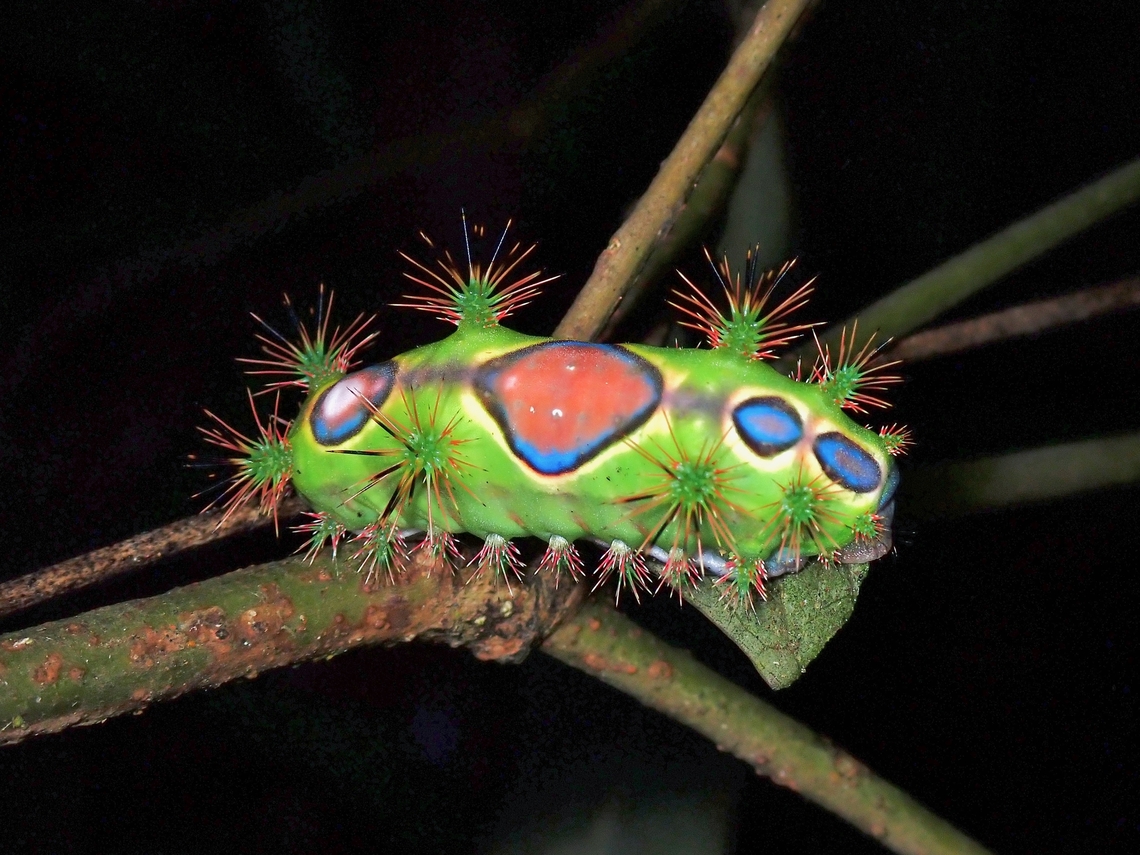Strikingly Painful! Fairly big Caterpillar of Stinging Slug Moth - Setothosea asigna, probably 4th or 5th Instar.<br />
The spines may cause stinging pain that may last for 30-60 minutes as I was unfortunate to get stung by one! Caterpillar,Malaysia,Penang,Setothosea asigna,Stinging Slug Caterpillar,Stining Slug Moth