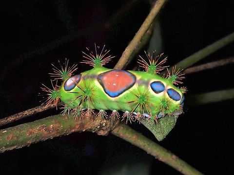 Strikingly Painful! Fairly big Caterpillar of Stinging Slug Moth - Setothosea asigna, probably 4th or 5th Instar.
The spines may cause stinging pain that may last for 30-60 minutes as I was unfortunate to get stung by one! Caterpillar,Malaysia,Penang,Setothosea asigna,Stinging Slug Caterpillar,Stining Slug Moth