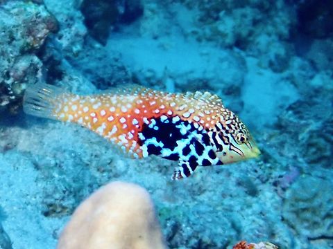 Vermiculate Wrasse - Macropharyngodon bipartitus  Fish,Macropharyngodon bipartitus,Maldives,Vermiculate Wrasse,Wrasse