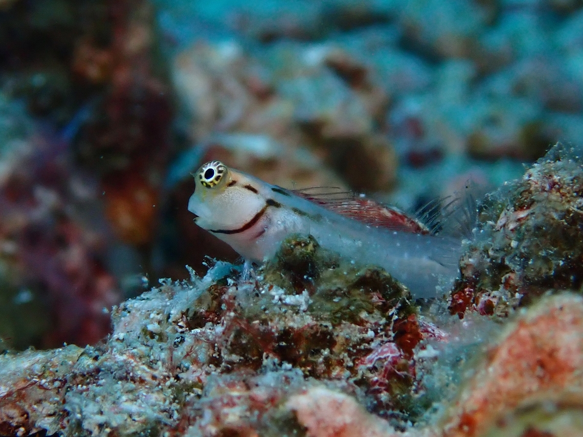 Little Combtooth Blenny - Ecsenius minutus  Blenny,Combtooth Blenny,Ecsenius minutus,Little Combtooth Blenny,Maldives