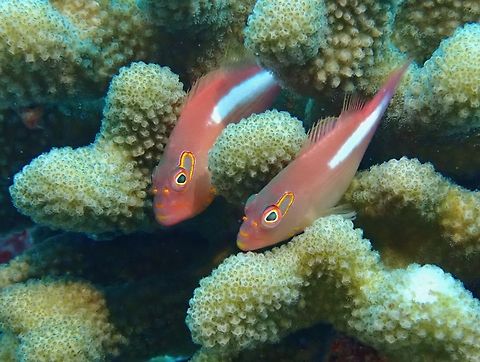 Arc-Eye Hawkfish - Paracirrhites arcatus  Arc-Eye Hawkfish,Arc-eye hawkfish,Fish,Hawkfish,Maldives,Paracirrhites arcatus