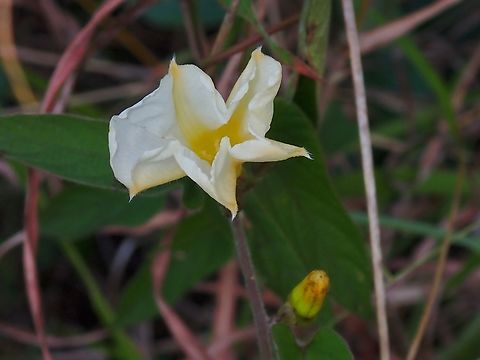 Flowers - Camonea pilosa  Camonea pilosa,Flowers,Malaysia,Penang