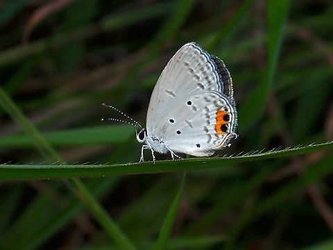 Orange-Tipped Pea-Blue - Everes lacturnus  Butterfly,Everes lacturnus,Malaysia,Orange-Tipped Pea-Blue Butterfly,Penang