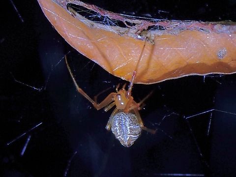 Cobweb Spider - Nihonhimea mundula  Cobweb Spider,Malaysia,Nihonhimea mundula,Penang,Spider