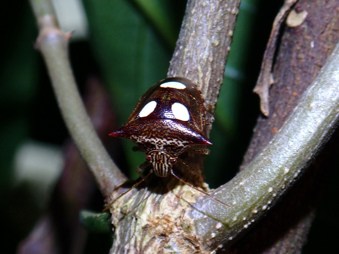 Stink Bug - Paracritheus trimaculatus  Malaysia,Paracritheus trimaculatus,Penang,Stink Bug