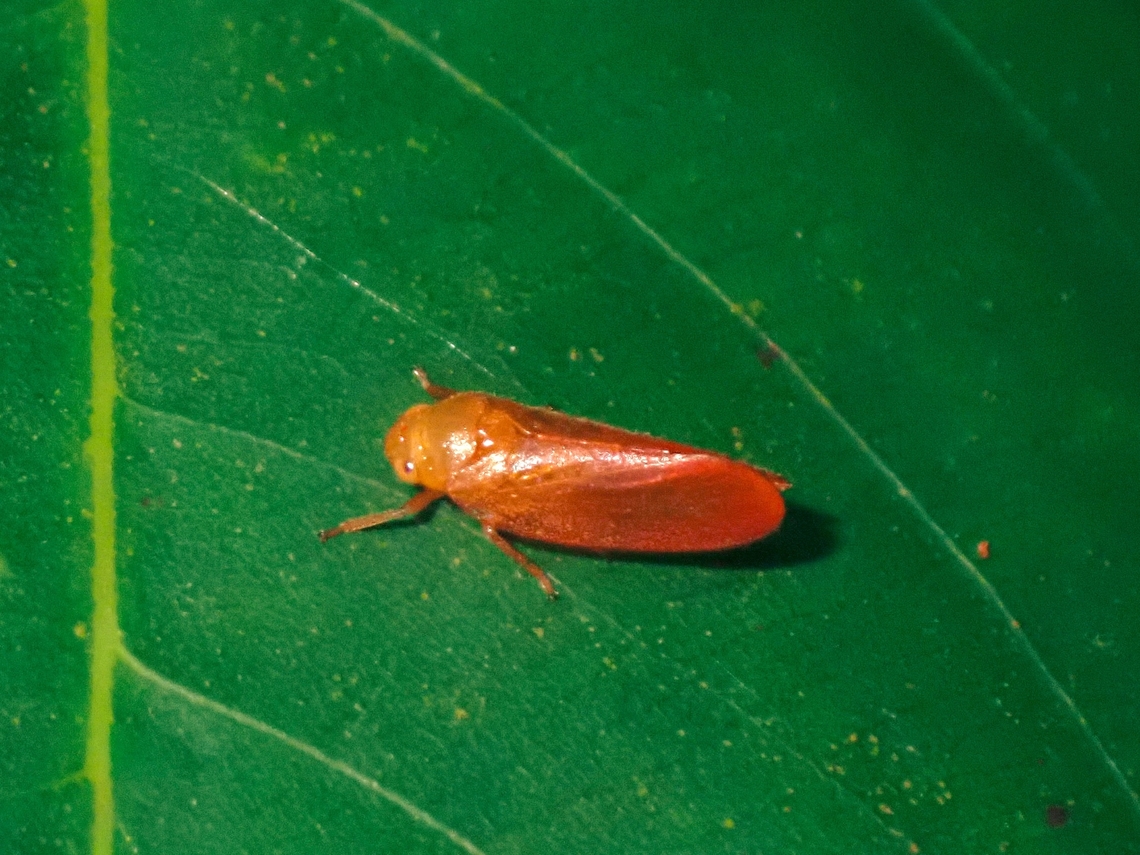 Froghopper - Eoscarta eos  Eoscarta eos,Froghopper,Hopper,Malaysia,Penang