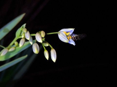 Cerulean Flax-Lily - Dianella ensifolia  Benguet,Cerulean Flax-Lily,Dianella ensifolia,Flowers,Philippines
