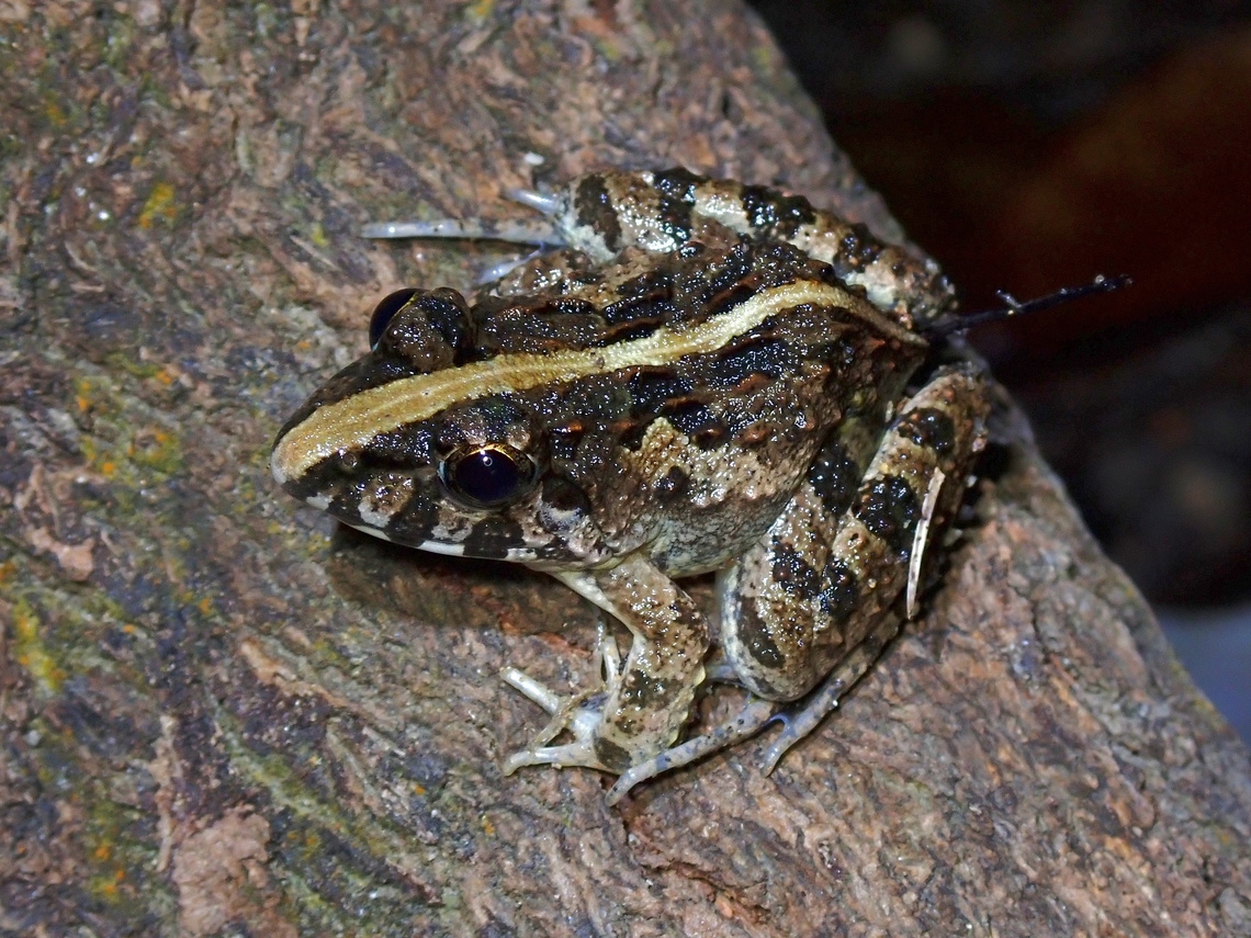 Paddy Field Frog - Fejervarya limnocharis  Fejervarya limnocharis,Frog,Malaysia,Paddy Field Frog,Penang
