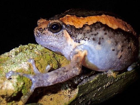 Asian Painted Frog - Kaloula pulchra  Asian Painted Frog,Frog,Kaloula pulchra,Malaysia,Painted Frog,Penang