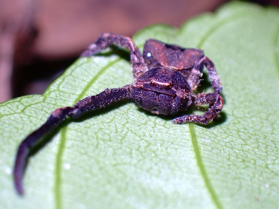 Crab Spider - Angaeus rhombifer  Angaeus rhombifer,Crab Spider,Malaysia,Penang,Spider