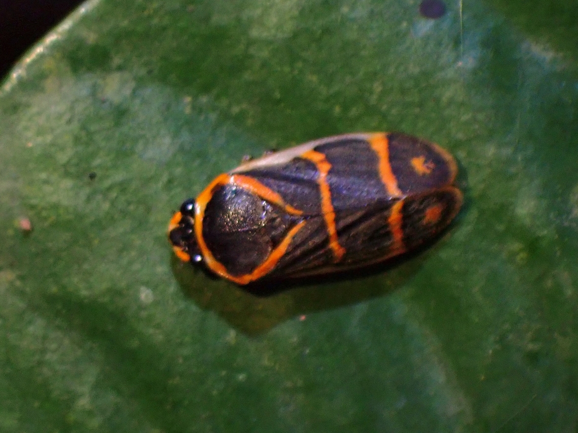 Froghopper - Phymatostetha borneensis  Froghopper,Malaysia,Penang,Phymatostetha borneensis