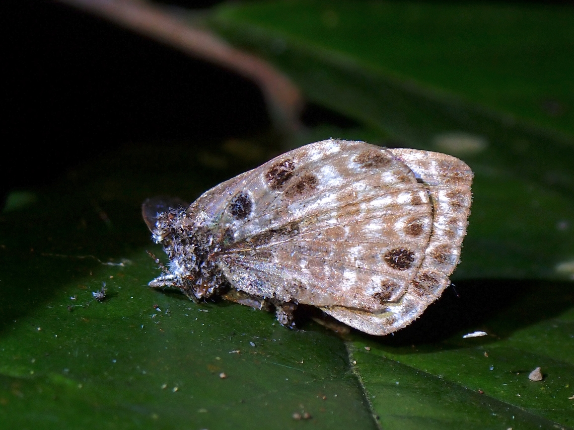 White-Banded Pierrot - Niphanda asialis  Butterfly,Malaysia,Niphanda asialis,Penang,White-Banded Pierrot