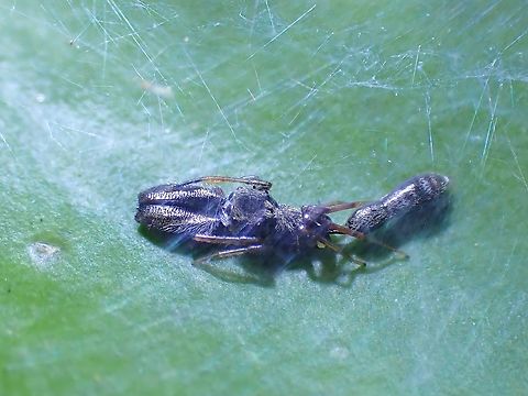 Ant-Mimicking Jumping Spider - Myrmarachne cornuta  Ant-Mimicking Jumping Spider,Jumping Spider,Malaysia,Myrmarachne cornuta,Penang,Spider