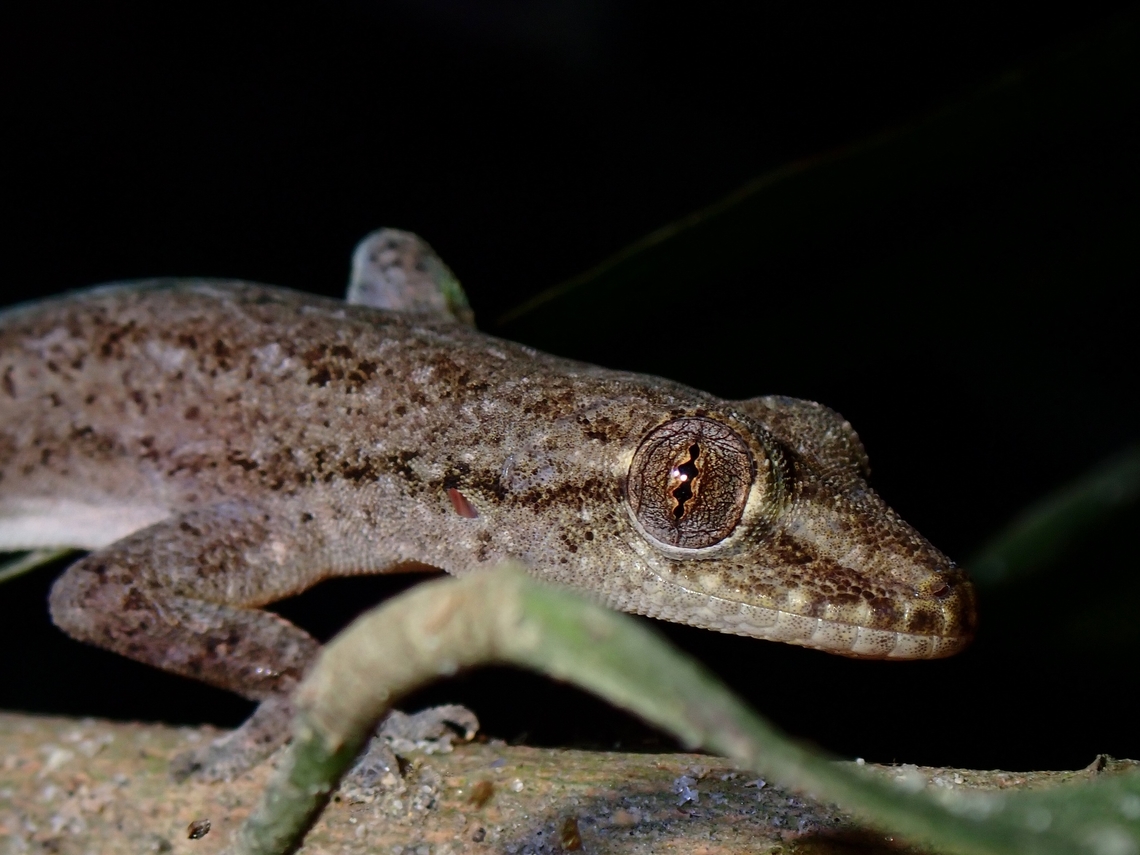Common House Gecko - Hemidactylus frenatus  Common House Gecko,Gecko,Hemidactylus frenatus,Malaysia,Penang