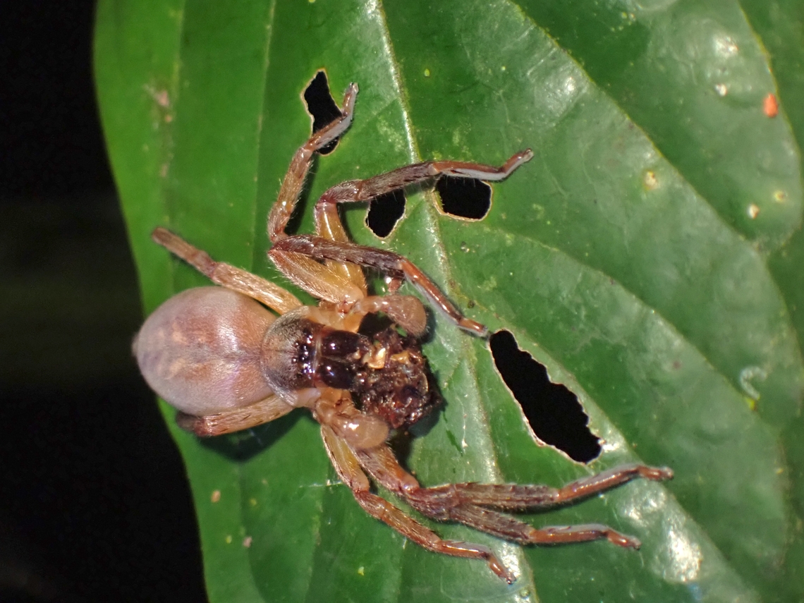 Huntsman Spider - Thelcticopis severa  Huntsman Spider,Malaysia,Penang,Spider,Thelcticopis severa