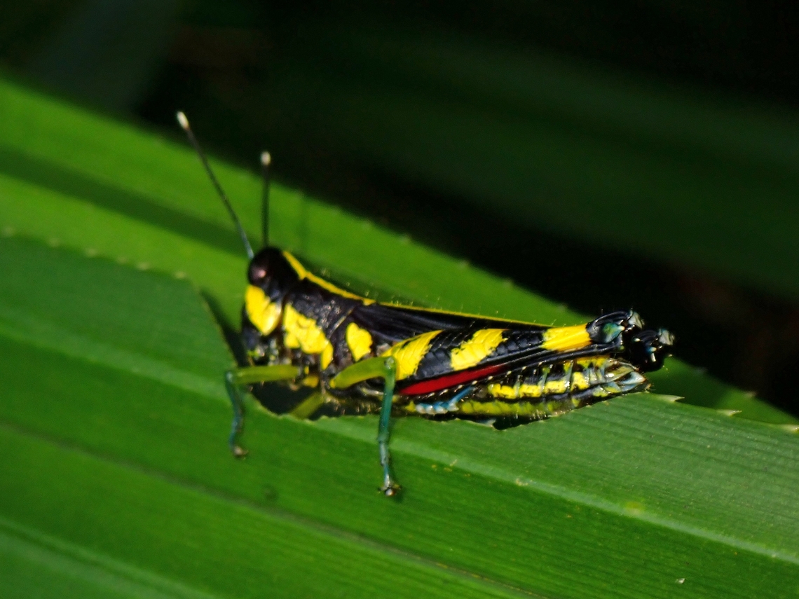 Spur Throated Grasshopper - Traulia azureipennis  Grasshopper,Malaysia,Penang,Spur Throated Grasshopper,Traulia azureipennis