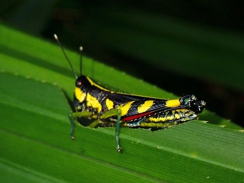 Spur Throated Grasshopper - Traulia azureipennis  Grasshopper,Malaysia,Penang,Spur Throated Grasshopper,Traulia azureipennis
