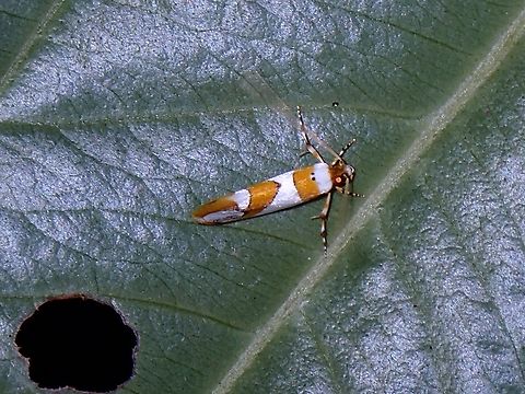 Moth - Tinea improvisa At the time when I first photographed this Moth and managed to get the ID, was told this :

... your photos of this species may be the only live habitus photos ever taken of it. Robinson (2009: 106) stated "was identified from Meyrick's description and is now known from single examples from Brunei and Sabah . . . together with four unnamed species, one from West Malaysia and three from Sulawesi" Malaysia,Moth,Penang,Tinea improvisa