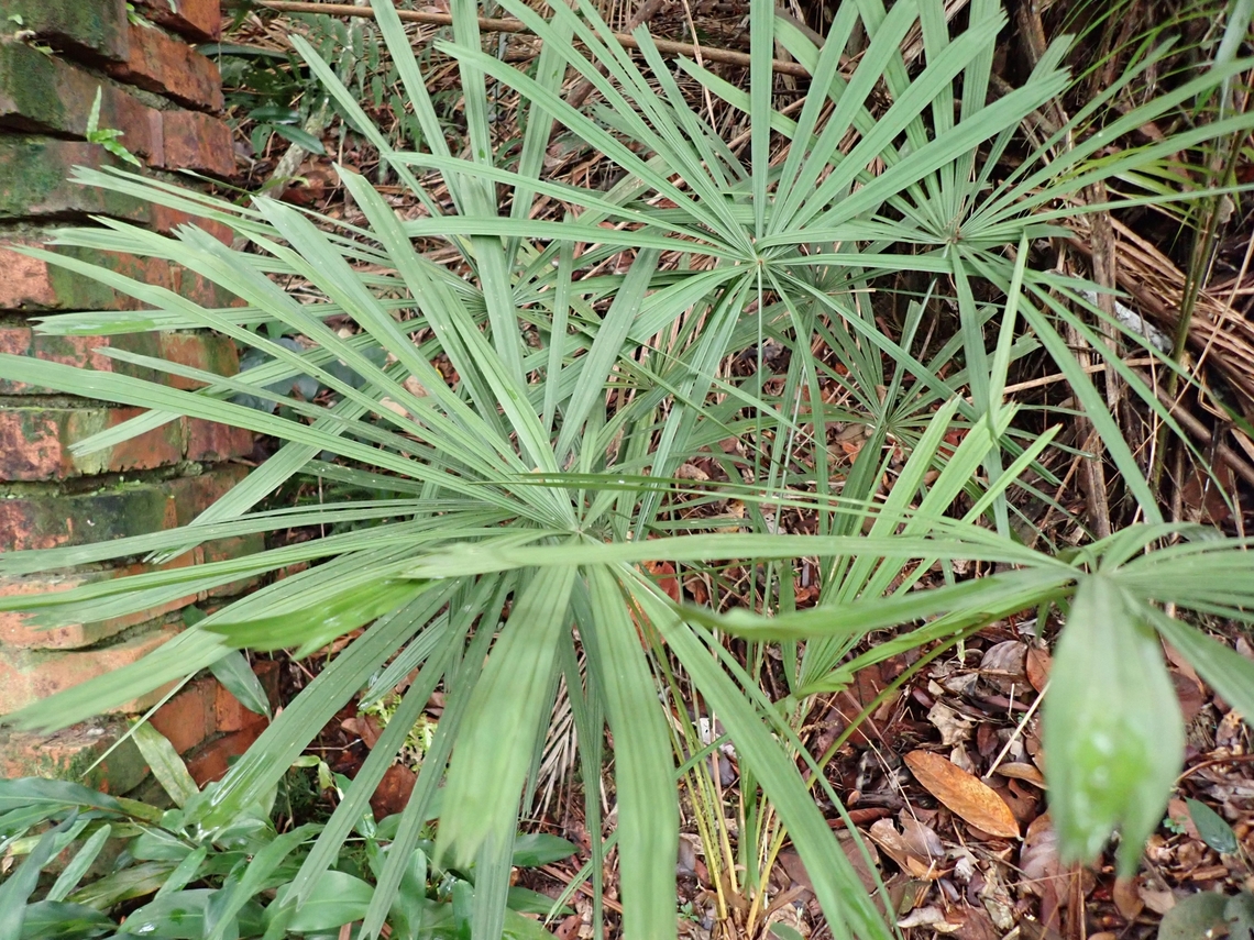 Palm - Licuala acutifida  Licuala acutifida,Malaysia,Palm,Penang,Plants