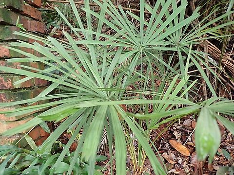 Palm - Licuala acutifida  Licuala acutifida,Malaysia,Palm,Penang,Plants