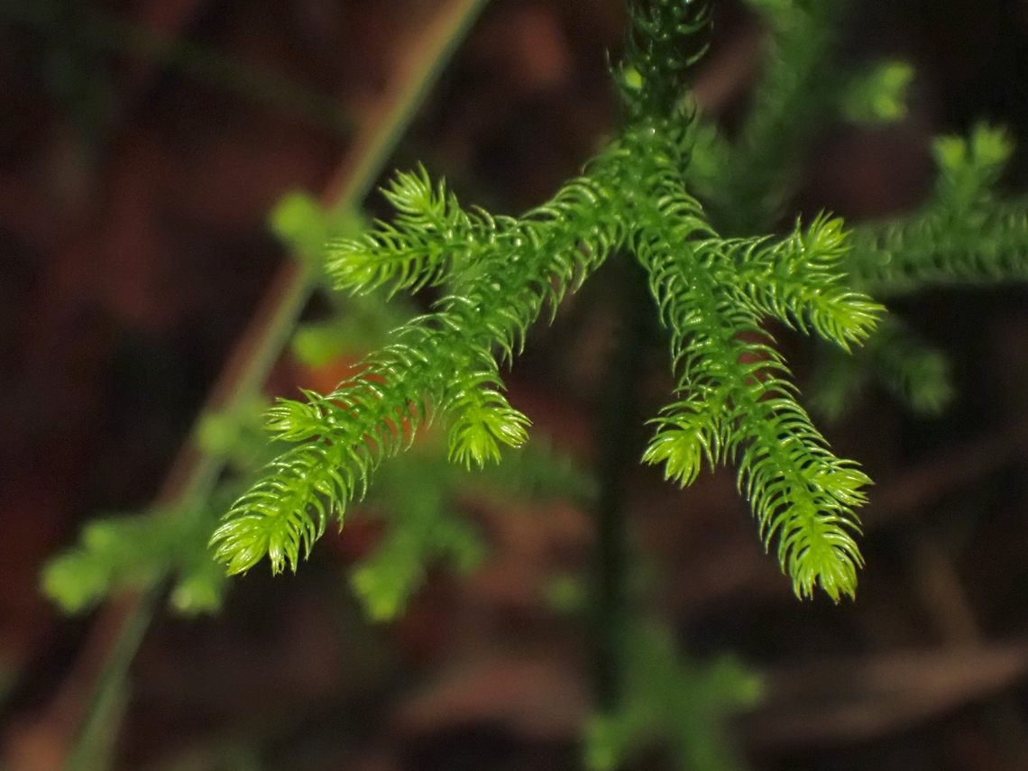 Staghorn Clubmoss - Palhinhaea cernua  Malaysia,Palhinhaea cernua,Penang,Staghhorn Clubmoss