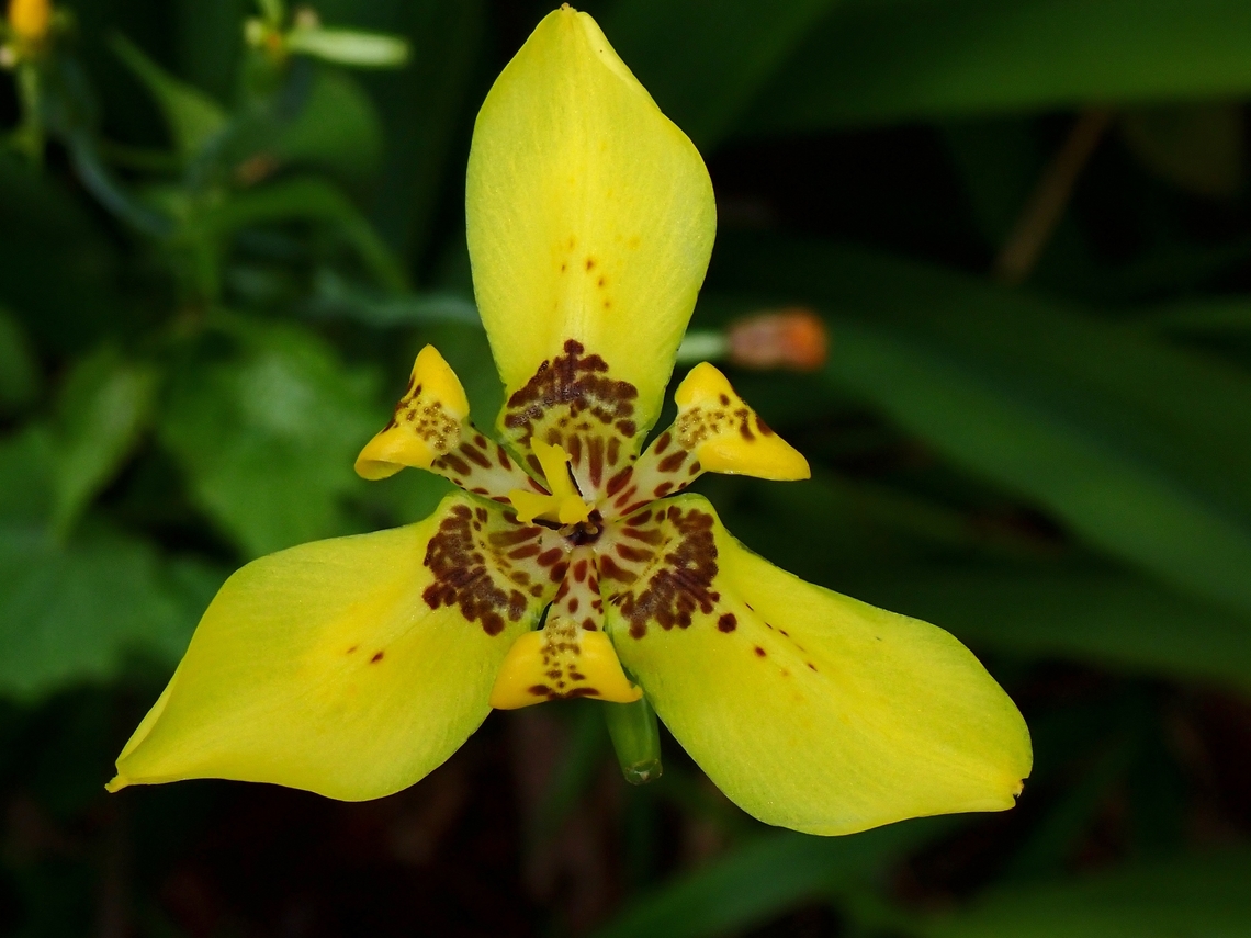Yellow Walking Iris - Trimezia steyermarkii  Iris,Malaysia,Penang,Trimezia steyermarkii,Yellow Walking Iris