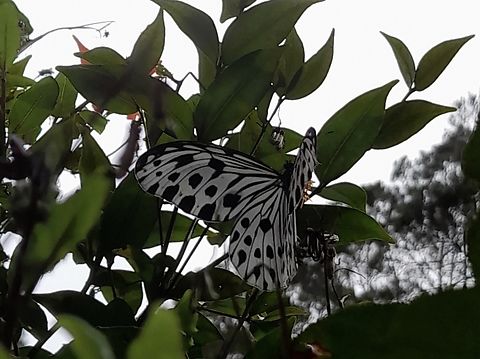 Smaller Wood Nymph - Ideopsis gaura  Butterfly,Ideopsis gaura,Malaysia,Penang,Smaller Wood Nymph