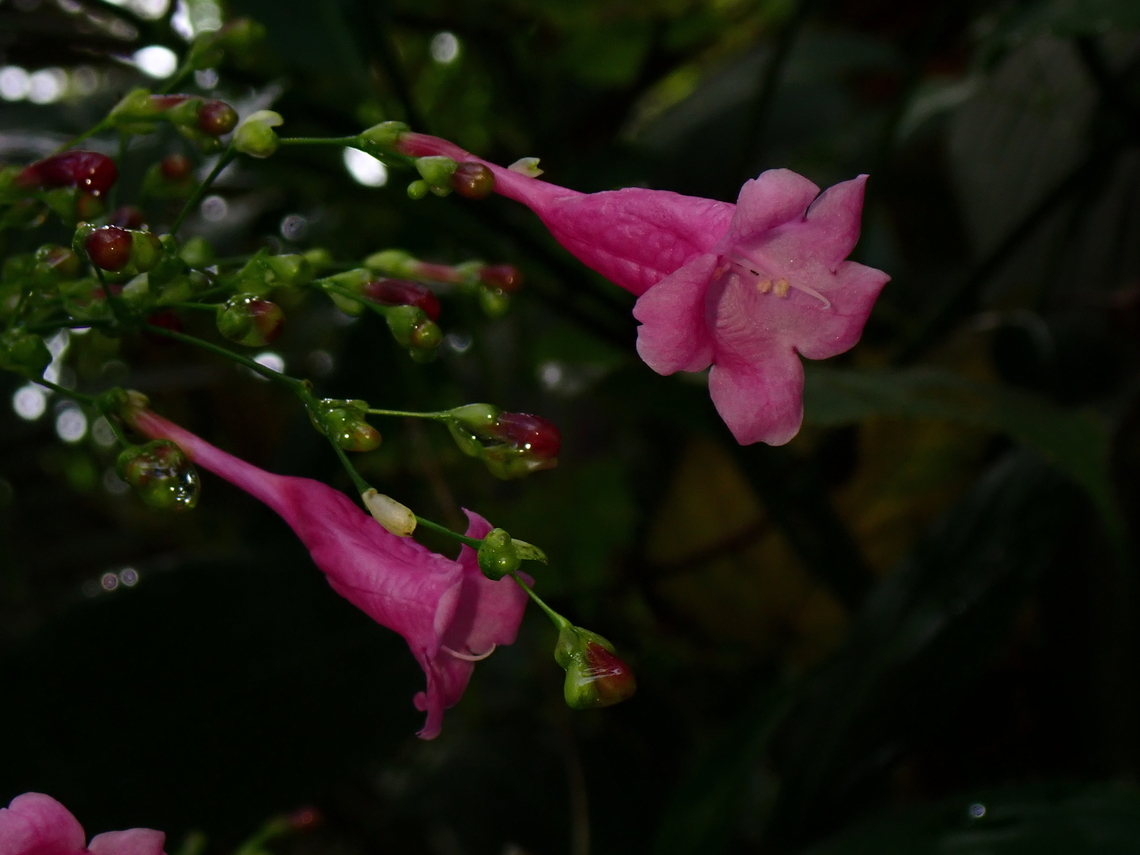 Chinese Rain Bell - Strobilanthes hamiltoniana  Chinese Rain Bell,Flowers,Malaysia,Penang,Strobilanthes hamiltoniana