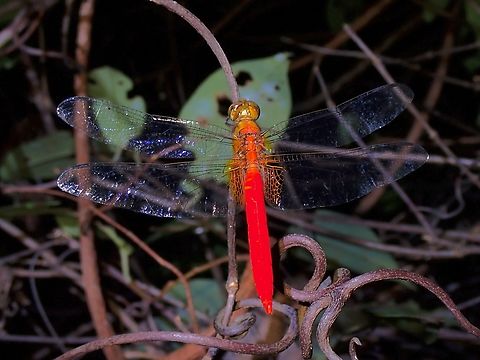 Orange Skimmer - Orthetrum testaceum  Dragonfly,Malaysia,Orange Skimmer,Orthetrum testaceum,Penang