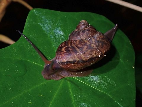 Cyclophoroid Snail - Cyclophorus perdix  Cyclophoroid Snail,Cyclophorus perdix,Malaysia,Penang,Snail