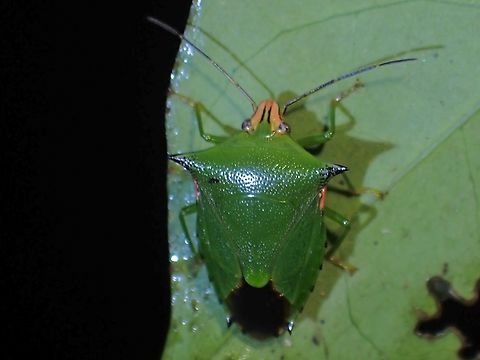 Stink Bug - Rhynchocoris plagiatus  Malaysia,Penang,Rhynchocoris plagiatus,Stink Bug