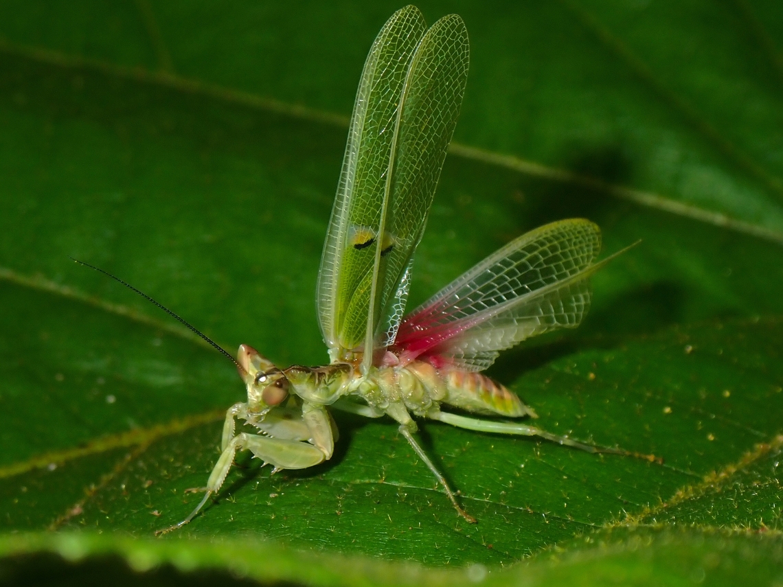Flower Mantis - Creobroter granulicollis  Creobroter granulicollis,Flower Mantis,Malaysia,Mantis,Penang,Praying Mantis