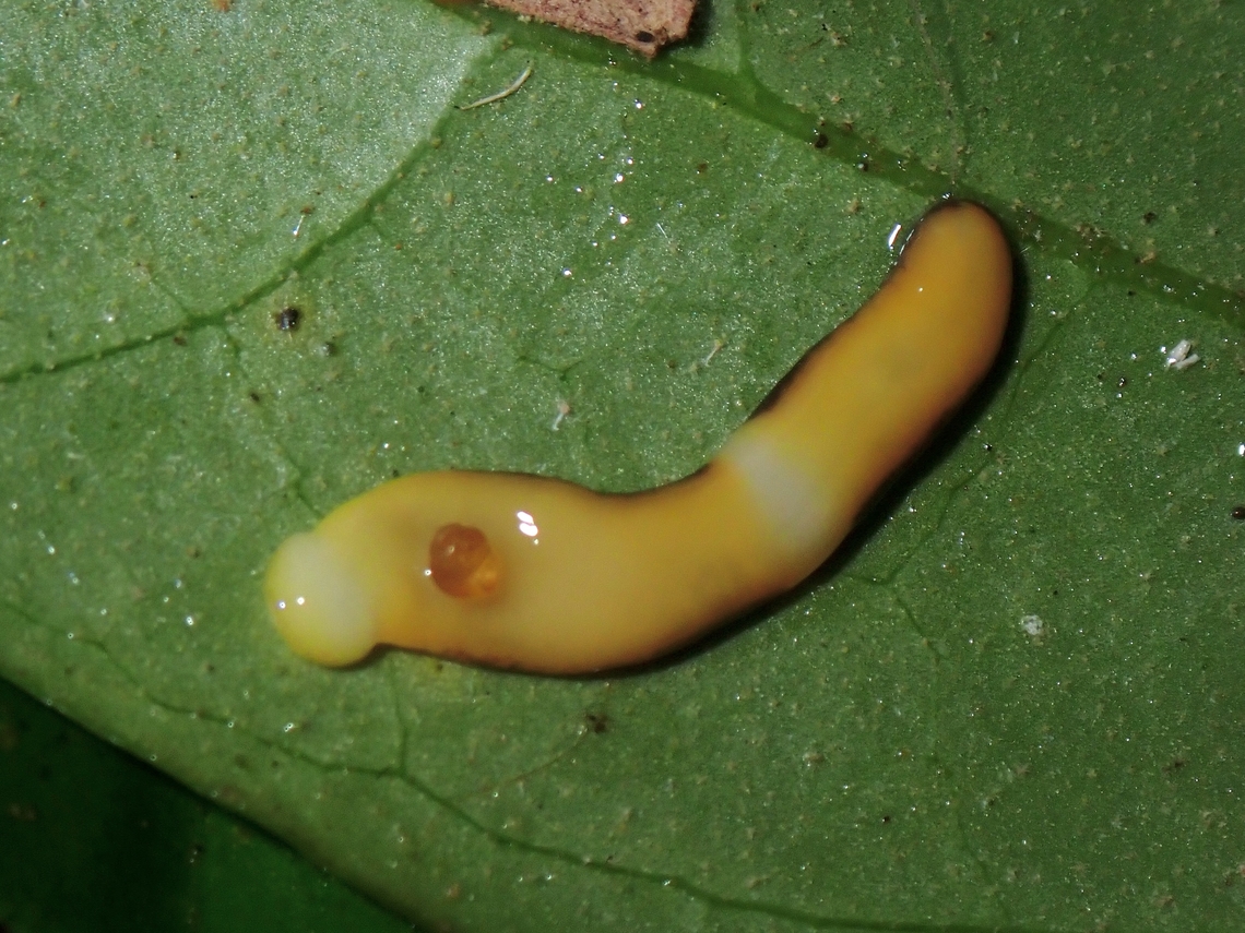 Hammerhead Worm - Diversibipalium transversefasciatum  Diversibipalium transversefasciatum,Hammerhead Worm,Malaysia,Penang,Worm