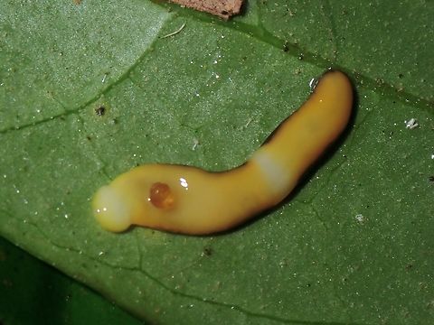 Hammerhead Worm - Diversibipalium transversefasciatum  Diversibipalium transversefasciatum,Hammerhead Worm,Malaysia,Penang,Worm