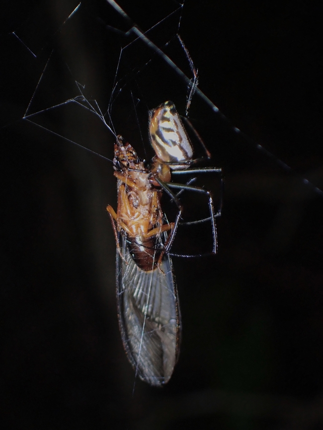 Long-Jawed Orbweaver Spider - Leucauge tessellata  Leucauge tessellata,Long-Jawed Orbweaver Spider,Malaysia,Penang,Spider