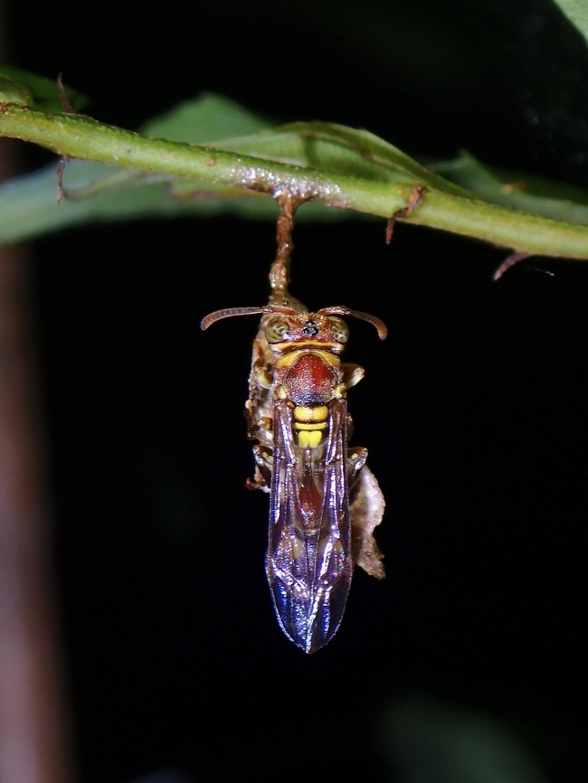 Paper Wasp - Ropalidia stigma  Malaysia,Paper Wasp,Penang,Ropalidia stigma,Wasp
