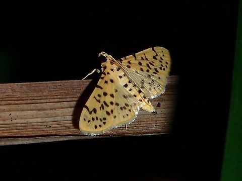 Yellow Peach Moth - Conogethes punctiferalis  Conogethes punctiferalis,Malaysia,Moth,Penang,Yellow Peach Moth
