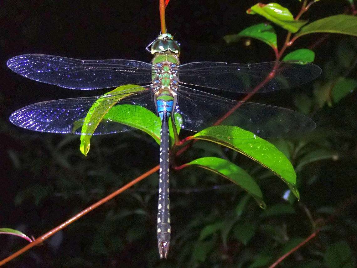 Pale-Spotted Emperor This is a large sized Dragonfly. Anax guttatus,Dragonfly,Malaysia,Pale-Spotted Emperor,Penang