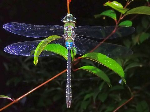 Pale-Spotted Emperor This is a large sized Dragonfly. Anax guttatus,Dragonfly,Malaysia,Pale-Spotted Emperor,Penang