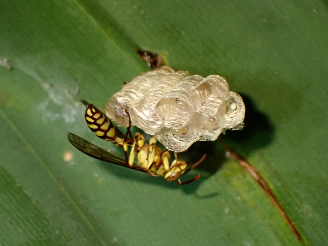 Paper Wasp - Parapolybia varia  Lesser Paper Wasp,Malaysia,Paper Wasp,Parapolybia varia,Penang,Wasp