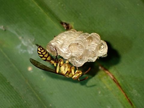 Paper Wasp - Parapolybia varia  Lesser Paper Wasp,Malaysia,Paper Wasp,Parapolybia varia,Penang,Wasp
