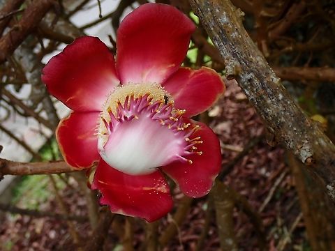 Cannonball Tree - Couroupita guianensis  Cannonball Tree,Cannonball tree,Couroupita guianensis,Flowers,Malaysia,Penang