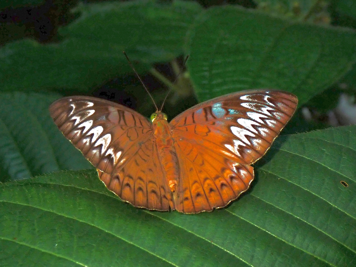 Malay Viscount - Tanaecia pelea  Butterfly,Malay Viscount,Malaysia,Penang,Tanaecia pelea