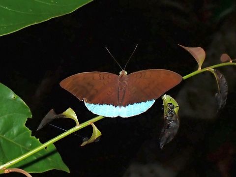 Common Earl - Tanaecia julii  Butterfly,Common Earl,Common earl,Malaysia,Penang,Tanaecia julii